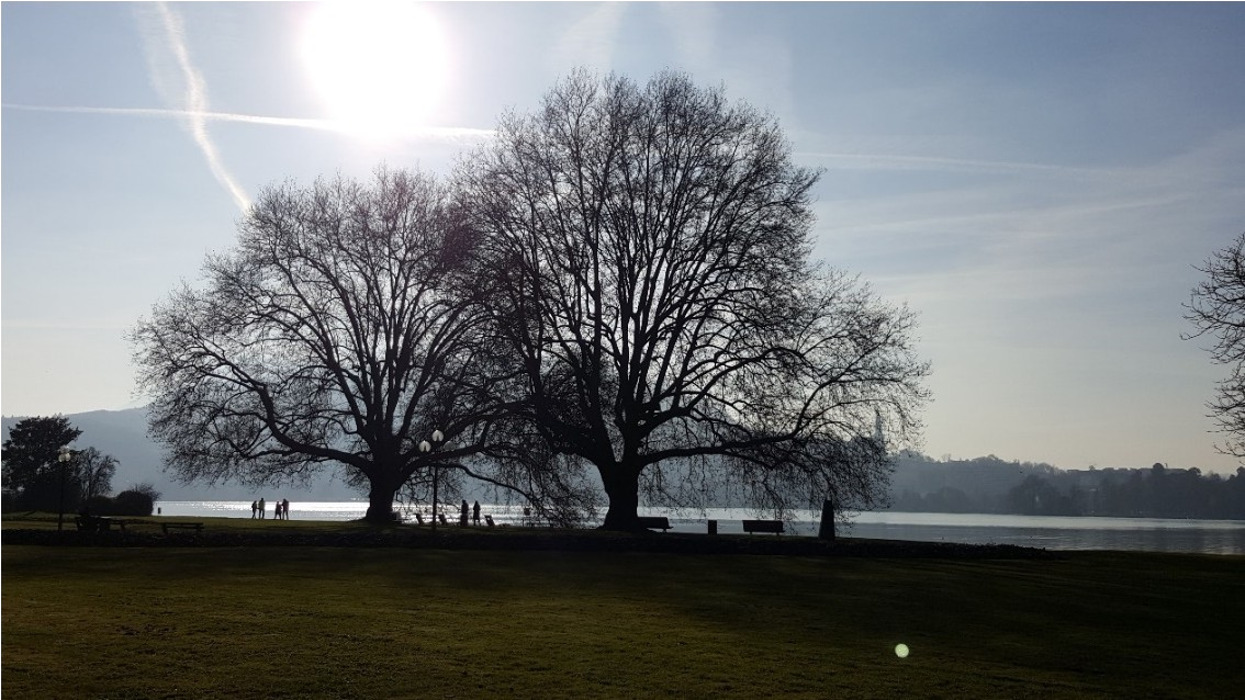 Être thérapeute - Soleil sur deux arbres au bord d'un lac.